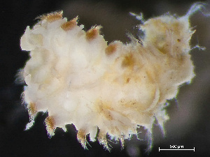  ( - HMSC174_04011)  @11 [ ] by-nc-sa  Unspecified Huntsman Marine Science Centre