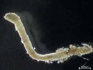  ( - HMSC174_04026)  @11 [ ] by-nc-sa  Unspecified Huntsman Marine Science Centre