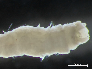  ( - HMSC174_04030)  @11 [ ] by-nc-sa  Unspecified Huntsman Marine Science Centre