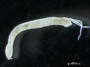  ( - HMSC174_04031)  @11 [ ] by-nc-sa  Unspecified Huntsman Marine Science Centre