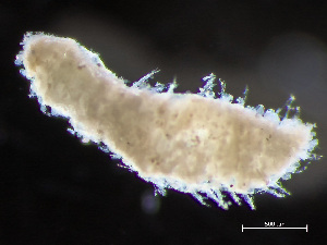  (Sphaerodoridium - HMSC174-04048)  @11 [ ] by-nc-sa  Unspecified Huntsman Marine Science Centre