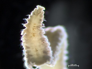  (Marenzelleria viridis - HMSC174-04068)  @11 [ ] by-nc-sa  Unspecified Huntsman Marine Science Centre