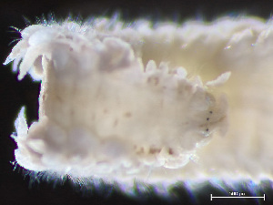  ( - HMSC174-04069)  @11 [ ] by-nc-sa  Unspecified Huntsman Marine Science Centre