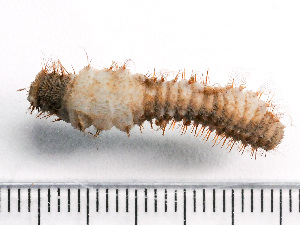  ( - HMSC174-04083)  @11 [ ] by-nc-sa  Unspecified Huntsman Marine Science Centre