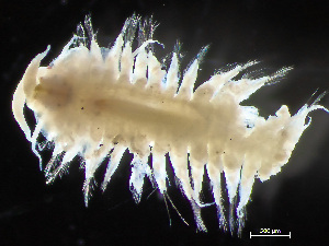  ( - HMSC174-04086)  @11 [ ] by-nc-sa  Unspecified Huntsman Marine Science Centre