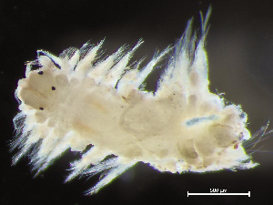  ( - HMSC174-04088)  @11 [ ] by-nc-sa  Unspecified Huntsman Marine Science Centre