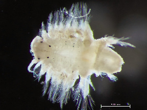  ( - HMSC174-04089)  @11 [ ] by-nc-sa  Unspecified Huntsman Marine Science Centre