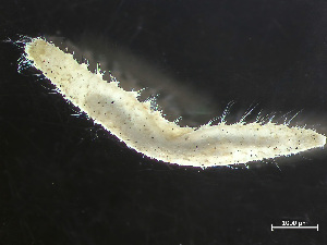  ( - HMSC174-04161)  @11 [ ] by-nc-sa  Unspecified Huntsman Marine Science Centre