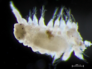  ( - HMSC174-04203)  @11 [ ] by-nc-sa  Unspecified Huntsman Marine Science Centre