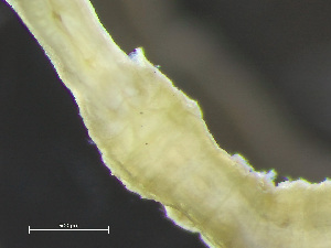  ( - HMSC174-04291)  @11 [ ] by-nc-sa  Unspecified Huntsman Marine Science Centre