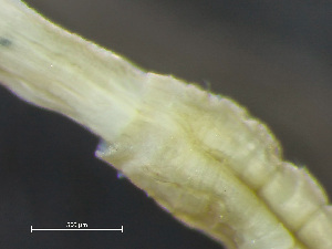  ( - HMSC174-04291)  @11 [ ] by-nc-sa  Unspecified Huntsman Marine Science Centre