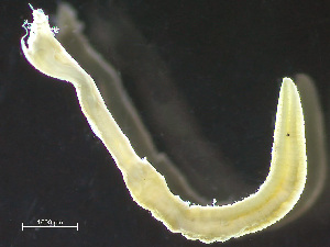  ( - HMSC174-04291)  @11 [ ] by-nc-sa  Unspecified Huntsman Marine Science Centre