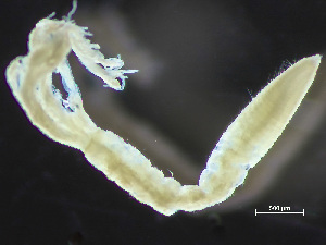  ( - HMSC174-04292)  @11 [ ] by-nc-sa  Unspecified Huntsman Marine Science Centre