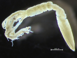  ( - HMSC174-04292)  @11 [ ] by-nc-sa  Unspecified Huntsman Marine Science Centre