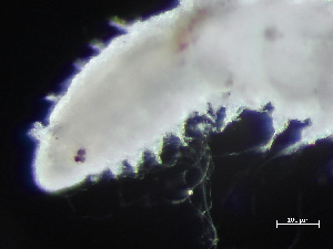  ( - HMSC174-04327)  @11 [ ] by-nc-sa  Unspecified Huntsman Marine Science Centre