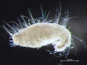  ( - HMSC174-04355)  @11 [ ] by-nc-sa  Unspecified Huntsman Marine Science Centre