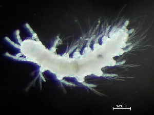  ( - NSRAS25-232)  @11 [ ] CreativeCommons - Attribution Non-Commercial Share-Alike (2025) Unspecified Huntsman Marine Science Centre