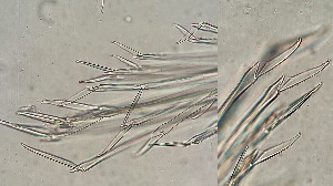  ( - HMSC174-00091)  @11 [ ] CreativeCommons - Attribution Non-Commercial Share-Alike (2025) Unspecified Huntsman Marine Science Centre