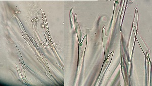  ( - HMSC174-00095)  @11 [ ] CreativeCommons - Attribution Non-Commercial Share-Alike (2025) Unspecified Huntsman Marine Science Centre