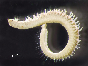  ( - HMSC174-00381)  @11 [ ] by-nc-sa  Unspecified Huntsman Marine Science Centre