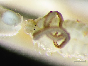  ( - HMSC174-00385)  @11 [ ] by-nc-sa  Unspecified Huntsman Marine Science Centre