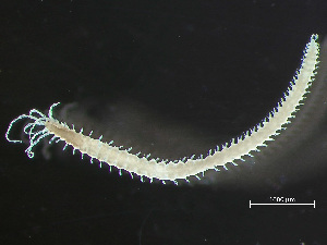  ( - HMSC174-00492)  @11 [ ] by-nc-sa  Unspecified Huntsman Marine Science Centre