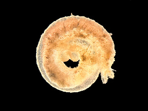  ( - HMSC174-00720)  @11 [ ] by-nc-sa  Unspecified Huntsman Marine Science Centre