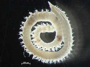  (Scoloplos pseudoarmiger - HMSC174-00722)  @11 [ ] by-nc-sa  Unspecified Huntsman Marine Science Centre