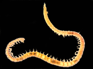  ( - HMSC174-00722)  @11 [ ] by-nc-sa  Unspecified Huntsman Marine Science Centre