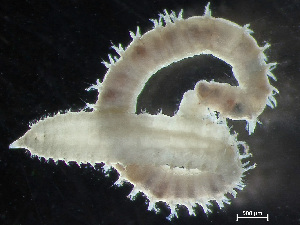  ( - HMSC174-00734)  @11 [ ] by-nc-sa  Unspecified Huntsman Marine Science Centre