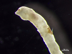  ( - HMSC174-00816)  @11 [ ] by-nc-sa  Unspecified Huntsman Marine Science Centre