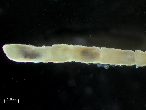  ( - HMSC174-00817)  @11 [ ] by-nc-sa  Unspecified Huntsman Marine Science Centre