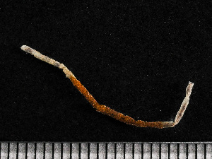  ( - HMSC174-00817)  @11 [ ] CreativeCommons - Attribution Non-Commercial Share-Alike (2023) Unspecified Huntsman Marine Science Centre