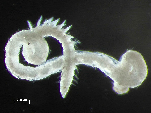  ( - HMSC174-00842)  @11 [ ] by-nc-sa  Unspecified Huntsman Marine Science Centre