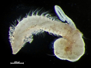  ( - HMSC174-00845)  @11 [ ] by-nc-sa  Unspecified Huntsman Marine Science Centre