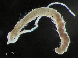  ( - HMSC174-00846)  @11 [ ] by-nc-sa  Unspecified Huntsman Marine Science Centre