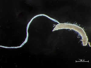  ( - HMSC174-00847)  @11 [ ] by-nc-sa  Unspecified Huntsman Marine Science Centre