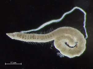  ( - HMSC174-00848)  @11 [ ] by-nc-sa  Unspecified Huntsman Marine Science Centre