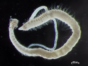  ( - HMSC174-00849)  @11 [ ] by-nc-sa  Unspecified Huntsman Marine Science Centre