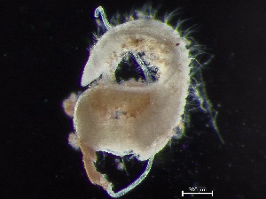  ( - HMSC174-00850)  @11 [ ] by-nc-sa  Unspecified Huntsman Marine Science Centre