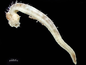  ( - HMSC174-00961)  @11 [ ] by-nc-sa  Unspecified Huntsman Marine Science Centre