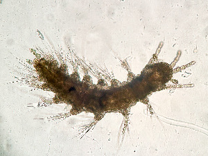  (Nerillidae - NSRAS25-232)  @11 [ ] CreativeCommons - Attribution Non-Commercial Share-Alike (2025) Unspecified Huntsman Marine Science Centre