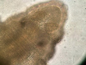  ( - HMSC174-04201)  @11 [ ] CreativeCommons - Attribution Non-Commercial Share-Alike (2025) Unspecified Huntsman Marine Science Centre