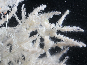 ( - DY081_0325)  @11 [ ] CreativeCommons - Attribution Share-Alike (2025) Unspecified Huntsman Marine Science Centre