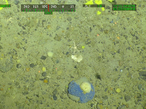  (Melonanchora elliptica - DY081_1401)  @11 [ ] CreativeCommons - Attribution Share-Alike (2025) Unspecified Huntsman Marine Science Centre