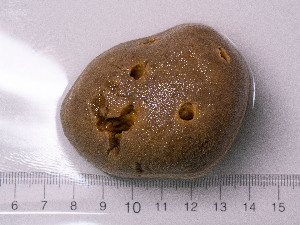  ( - 25INNU_02)  @11 [ ] CreativeCommons - Attribution Share-Alike (2026) Unspecified Huntsman Marine Science Centre