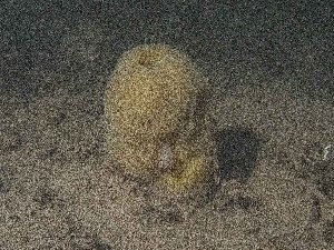  ( - 25INNU_33)  @11 [ ] CreativeCommons - Attribution Share-Alike (2026) Unspecified Huntsman Marine Science Centre