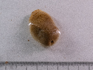  ( - 25INNU_33)  @11 [ ] CreativeCommons - Attribution Share-Alike (2026) Unspecified Huntsman Marine Science Centre