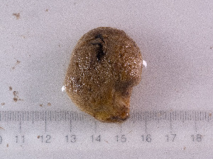  ( - 25INNU_83)  @11 [ ] CreativeCommons - Attribution Share-Alike (2026) Unspecified Huntsman Marine Science Centre