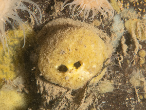  ( - 25INNU_84)  @11 [ ] CreativeCommons - Attribution Share-Alike (2026) Unspecified Huntsman Marine Science Centre